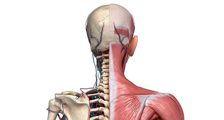 degenerative changes in vertebrae
