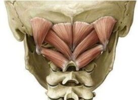 The deep neck muscles that kept Atlantin in the wrong position